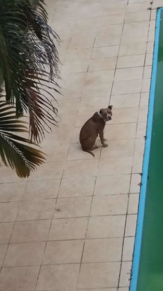 Cachorro raça Pitbull idade 3 anos nome Preguiça 
