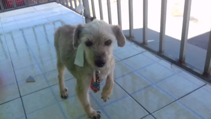 Cachorro ra a Sem raça idade 6 ou mais anos nome Shaky