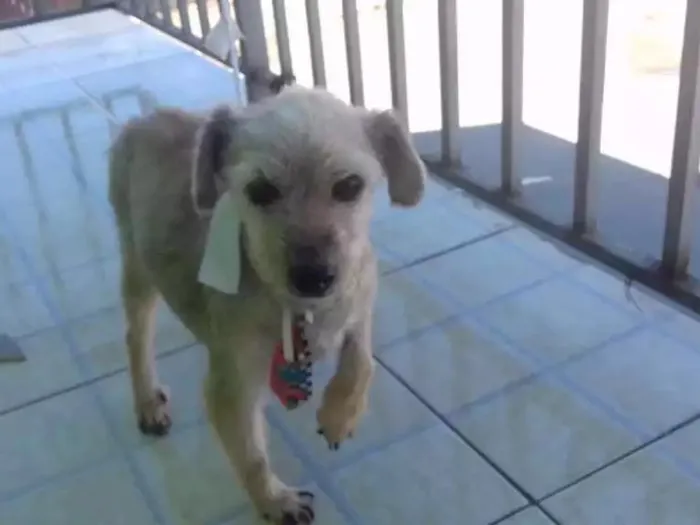 Cachorro ra a Sem raça idade 6 ou mais anos nome Shaky