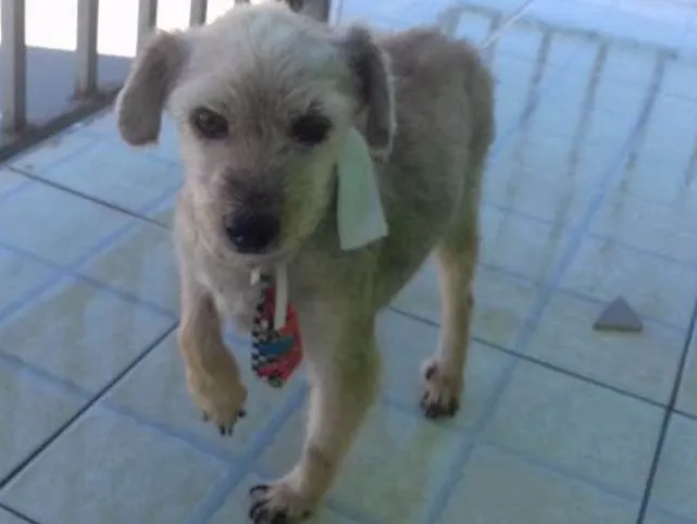 Cachorro ra a Sem raça idade 6 ou mais anos nome Shaky