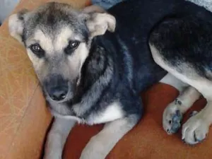Cachorro raça VIRA LATA idade 1 ano nome COSTELINHA