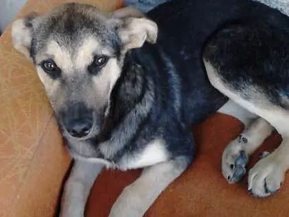 Cachorro ra a VIRA LATA idade 1 ano nome COSTELINHA