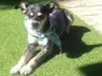 Zorro