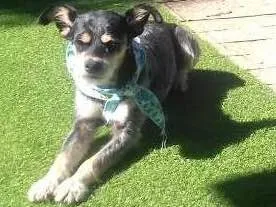 Cachorro raça srd idade 1 ano nome Zorro