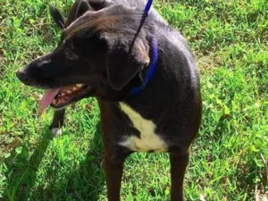 Cachorro raça SRD idade 2 anos nome Luna
