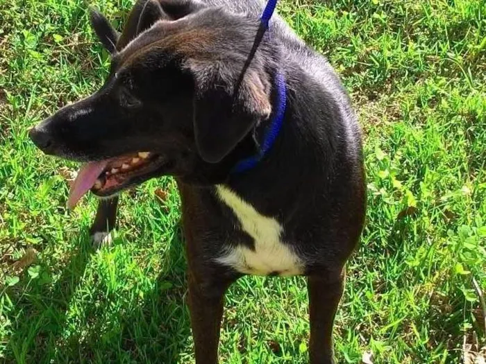Cachorro ra a SRD idade 2 anos nome Luna