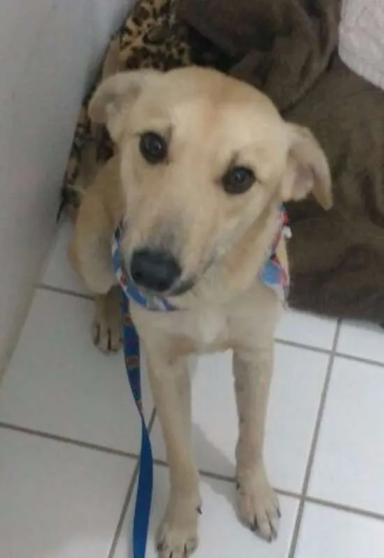 Cachorro ra a SRD idade 1 ano nome Branquinho