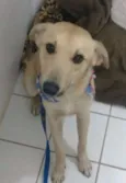 Branquinho