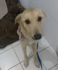 Branquinho