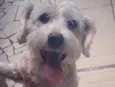 Bebê 