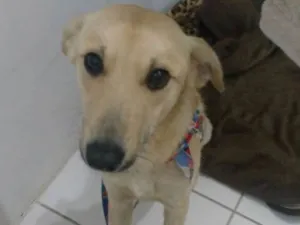 Cachorro raça SRD idade 1 ano nome Branquinho