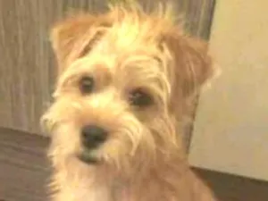 Cachorro raça Lhisa com pincher idade 2 a 6 meses nome Snoop