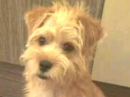 Cachorro ra a Lhisa com pincher idade 2 a 6 meses nome Snoop