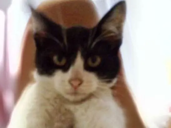 Gato raça não sei idade Abaixo de 2 meses nome Nana