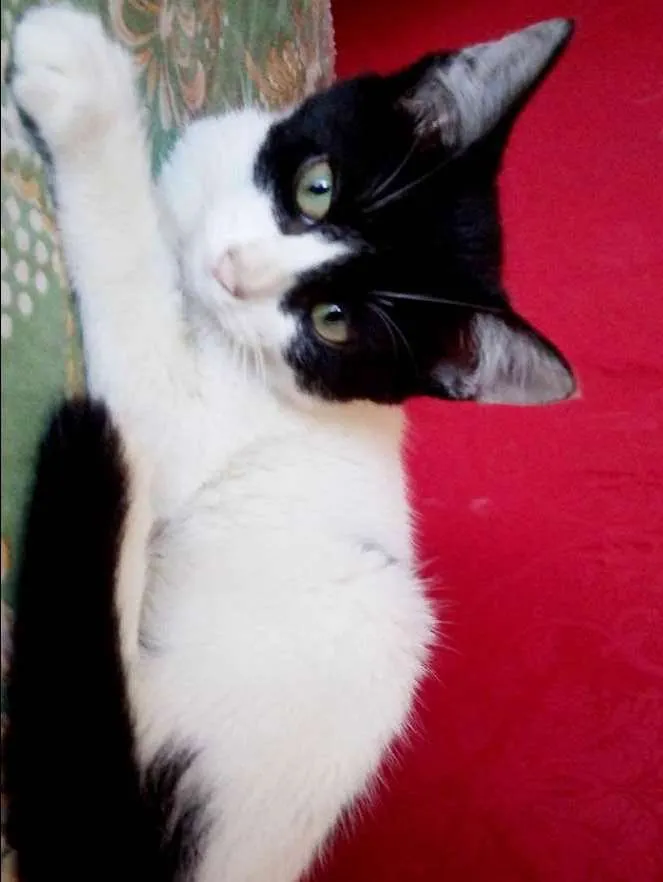 Gato raça não sei idade Abaixo de 2 meses nome Nana