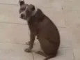 Preguiça 