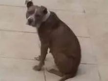 Cachorro raça Pitbull idade 3 anos nome Preguiça 