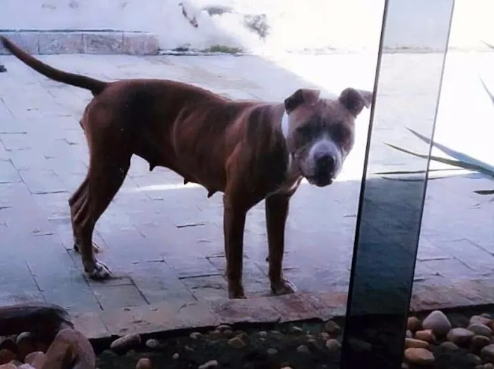 Cachorro raça Pitbull idade 3 anos nome Preguiça 