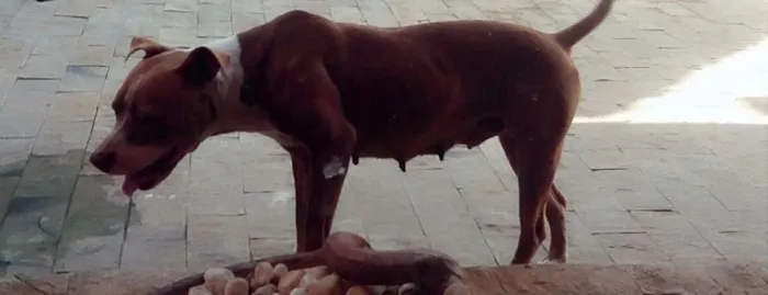 Cachorro raça Pitbull idade 3 anos nome Preguiça 