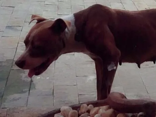 Cachorro raça Pitbull idade 3 anos nome Preguiça 