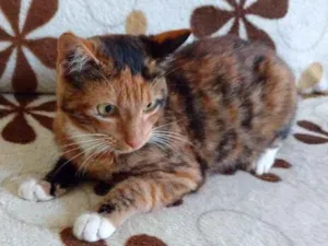 Gato raça  idade 2 a 6 meses nome Leãozinho