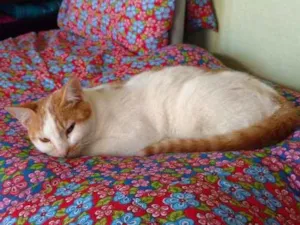 Gato raça  idade 2 a 6 meses nome Patty
