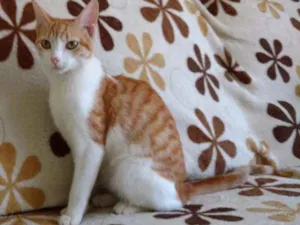 Gato raça  idade 2 a 6 meses nome Lela