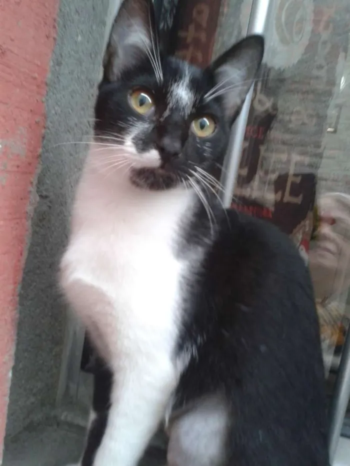 Gato ra a Srd idade 2 a 6 meses nome Safira