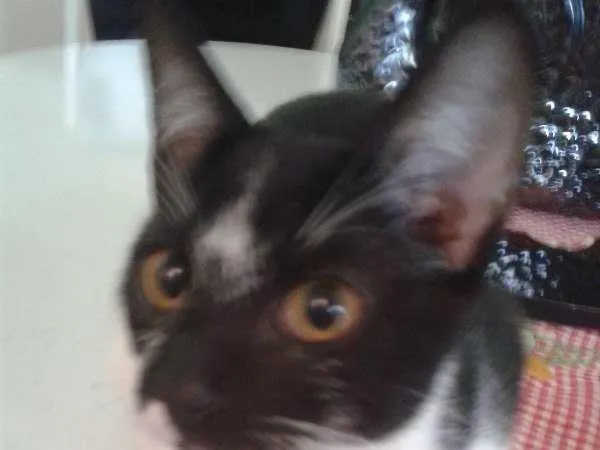Gato ra a Srd idade 2 a 6 meses nome Safira