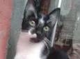 Safira