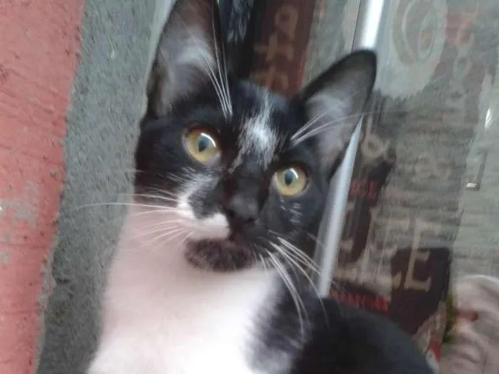 Gato ra a Srd idade 2 a 6 meses nome Safira