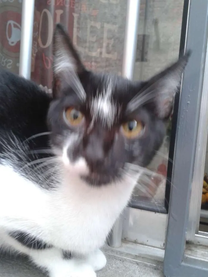 Gato ra a Srd idade 2 a 6 meses nome Safira