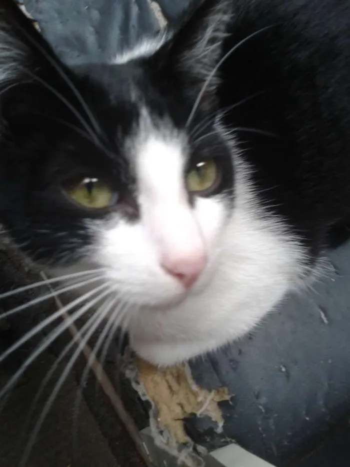 Gato ra a Srd idade 7 a 11 meses nome Yuri