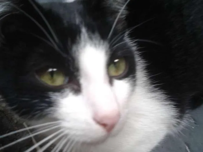 Gato ra a Srd idade 7 a 11 meses nome Yuri
