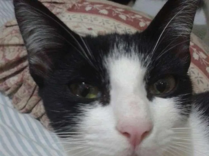 Gato ra a Srd idade 7 a 11 meses nome Yuri