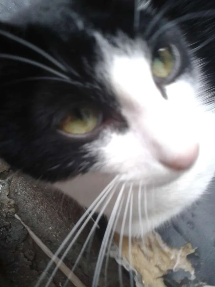 Gato ra a Srd idade 7 a 11 meses nome Yuri