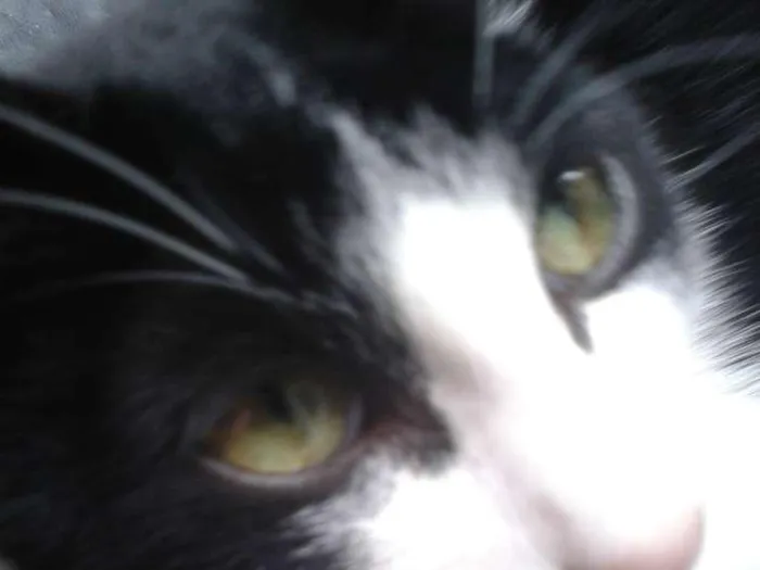 Gato ra a Srd idade 7 a 11 meses nome Yuri