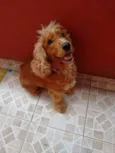Lupy