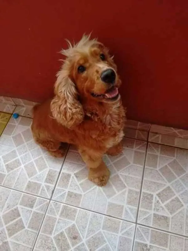 Cachorro ra a Cocker idade 5 anos nome Lupy