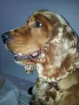 Lupy