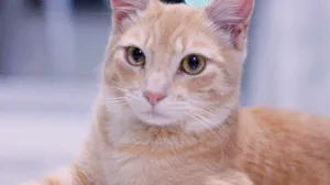 Gato raça SRD idade 7 a 11 meses nome Whisky