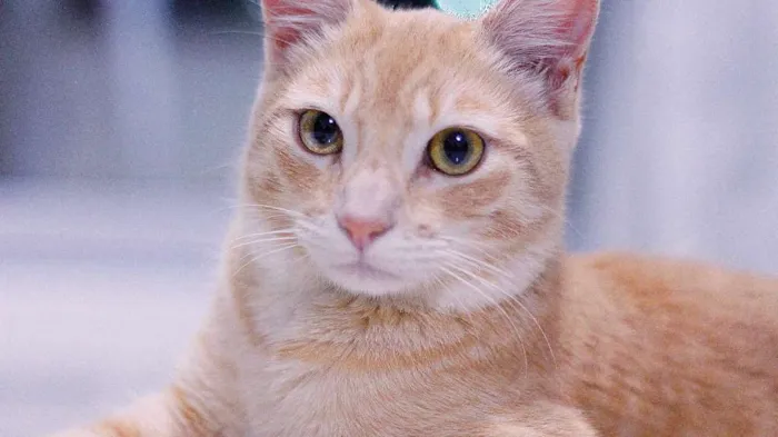 Gato ra a SRD idade 7 a 11 meses nome Whisky