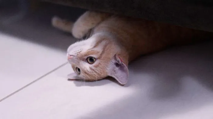 Gato ra a SRD idade 7 a 11 meses nome Whisky