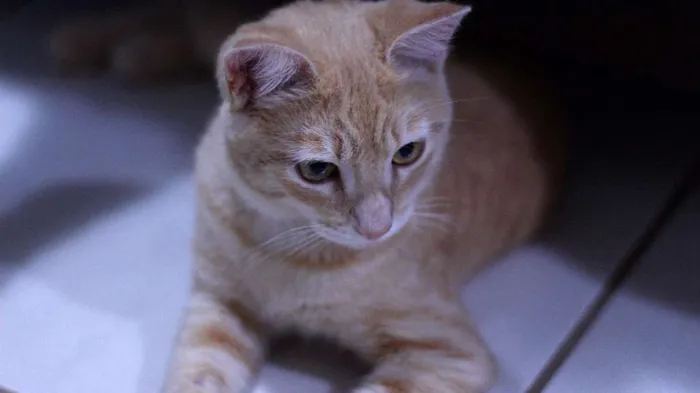Gato ra a SRD idade 7 a 11 meses nome Whisky
