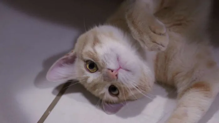 Gato ra a SRD idade 7 a 11 meses nome Whisky
