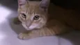 Whisky