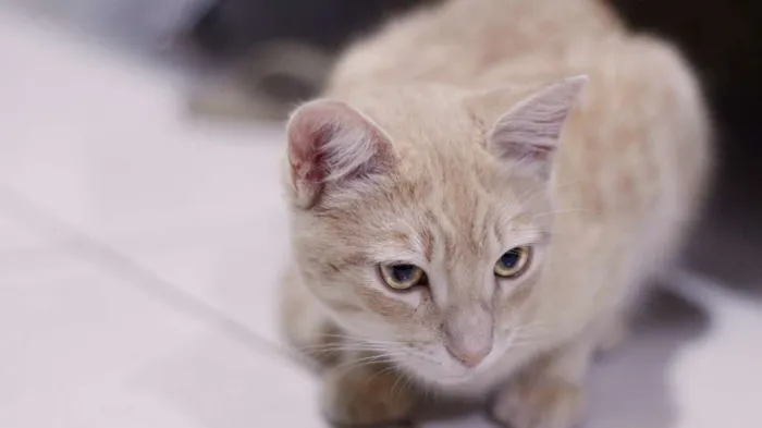 Gato ra a SRD idade 7 a 11 meses nome Whisky