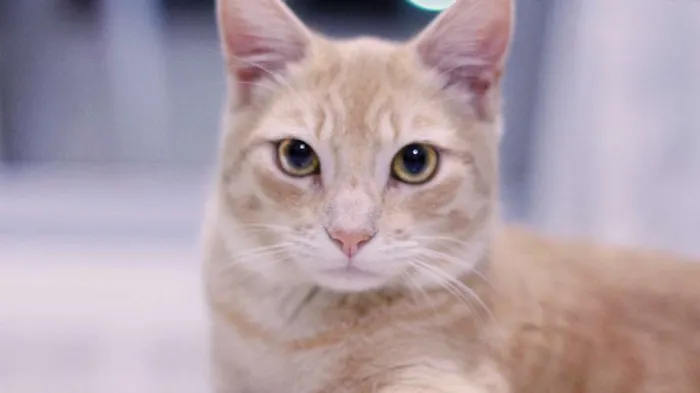 Gato ra a SRD idade 7 a 11 meses nome Whisky