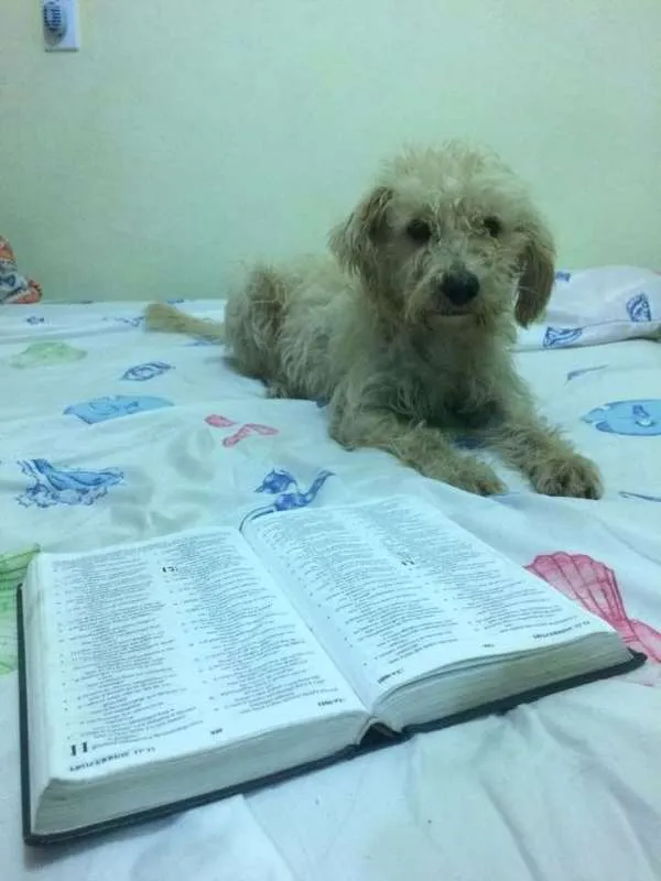 Cachorro raça  idade 5 anos nome Toto'