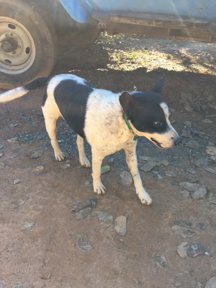 Cachorro ra a SRD idade 6 ou mais anos nome Diego